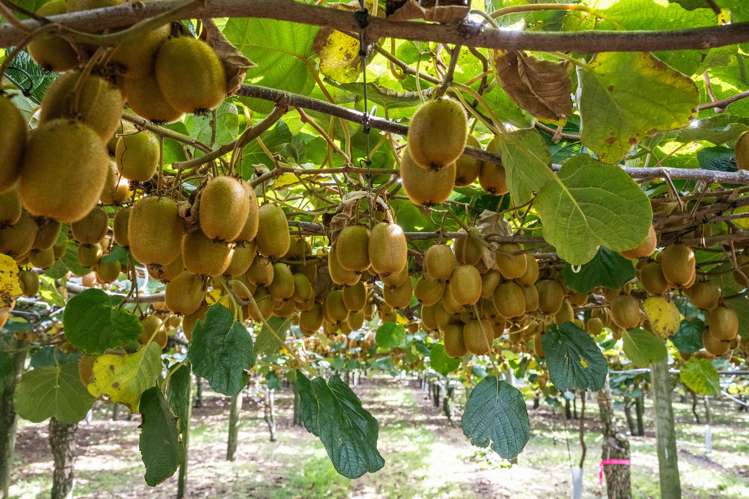 865B Oropi Road Oropi_7