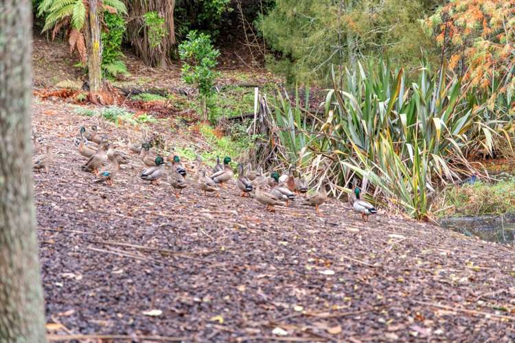 Woodlyn Drive Karaka_13