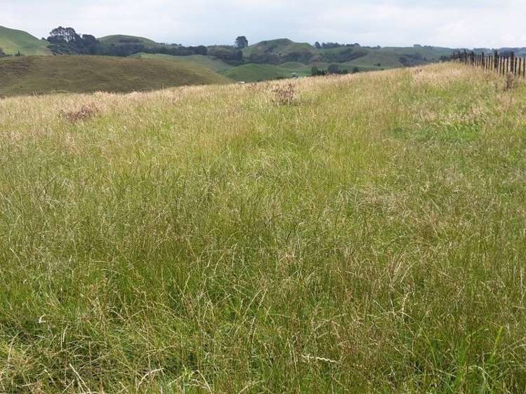 446 Stanley Road Te Popo_11