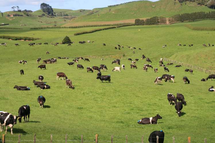 734 Bird Road Pukengahu_8