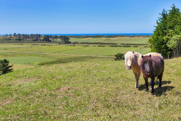 81 Blue Horizon Road Whangarei Heads_17