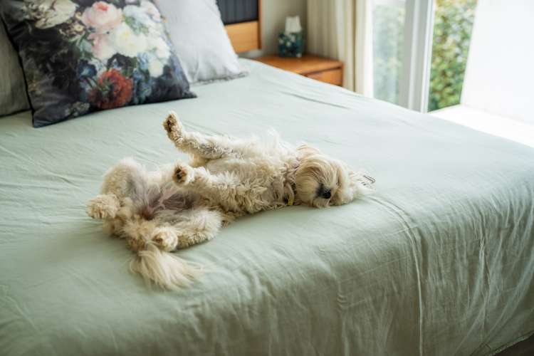 36 Manawa Road Remuera_22