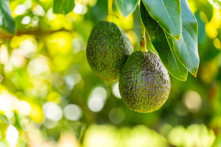 146 Bint Road Maungakaramea_6