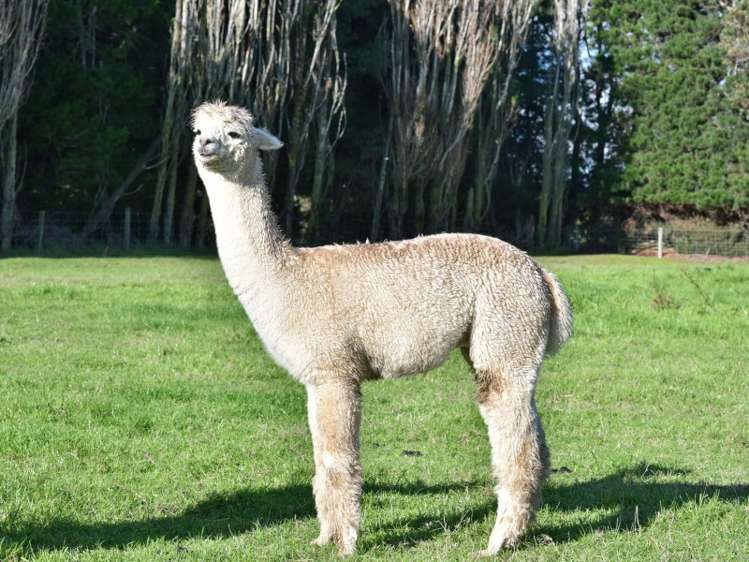 5 Leeston Dunsandel Road Dunsandel_20