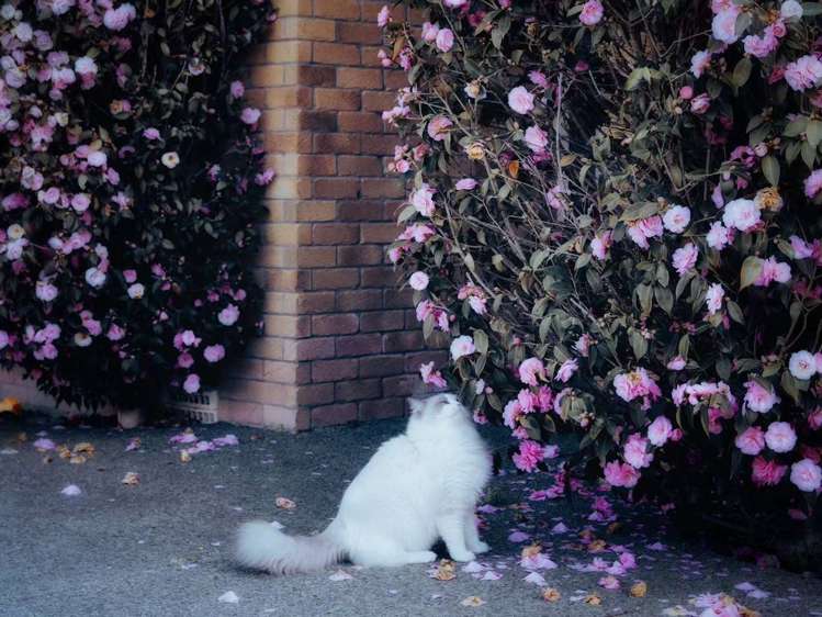 24 Date Crescent Aidanfield_32