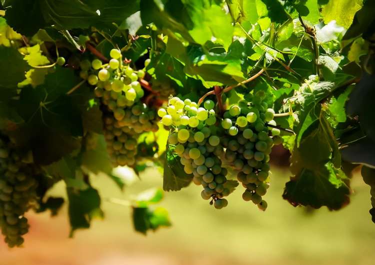 91 Eckfords Road Blenheim_3