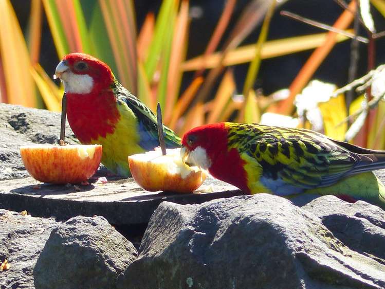 53 Kitewaho Road Swanson_41