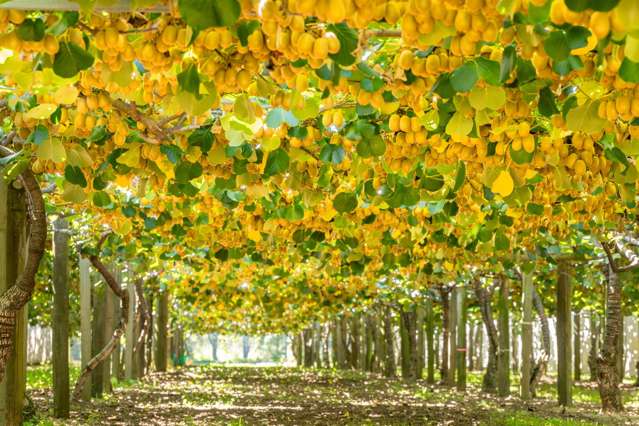 169 Kauri Point Road Tahawai_1