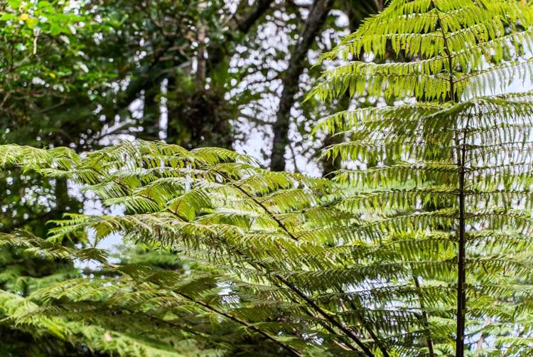 320 Upper Waiwera Road Puhoi_29