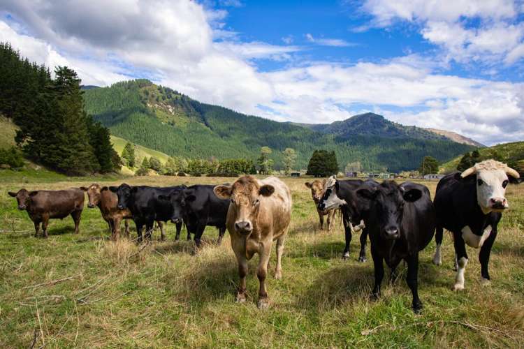 148 Tunakino Valley Road Rai Valley_10