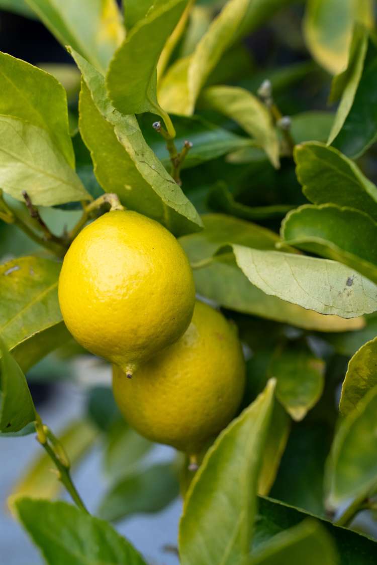 6 Penfold Square Leithfield_22