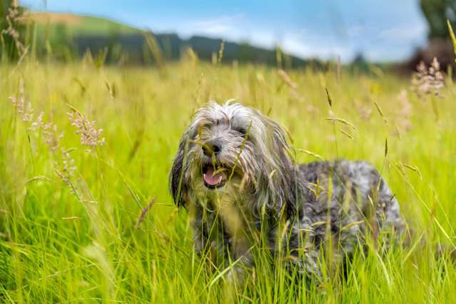 1 Boyldon Street Lawrence_2