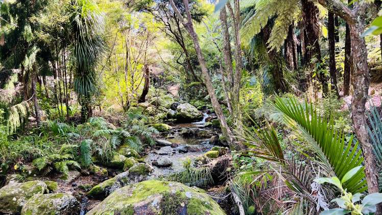 600 Buffalo  Road Coromandel_3