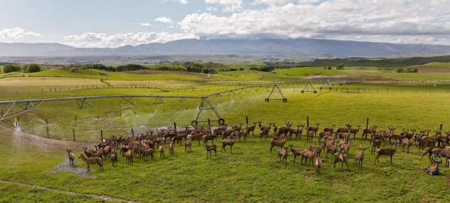 Central Otago Deer and Beef finishing unit