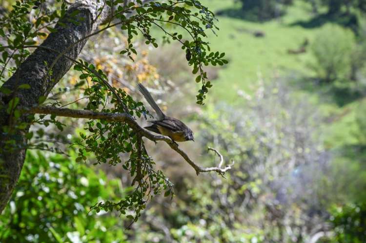 7 Factory Road Little Akaloa_24