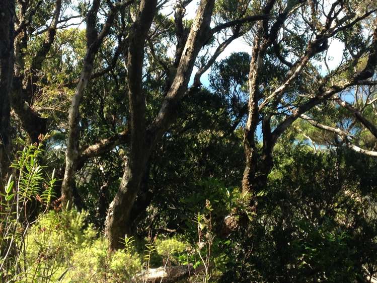 Lot 73/NW71 S71 Aotea Parish Station Rock Road Great Barrier Island_11
