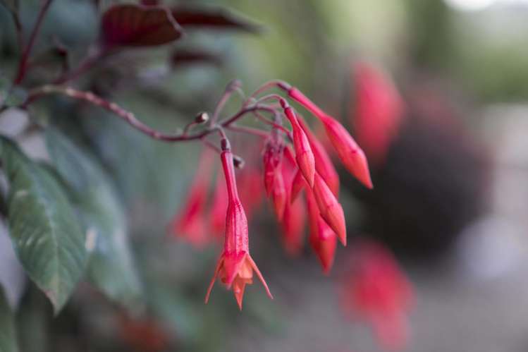 20 Muscat Place Henderson_35