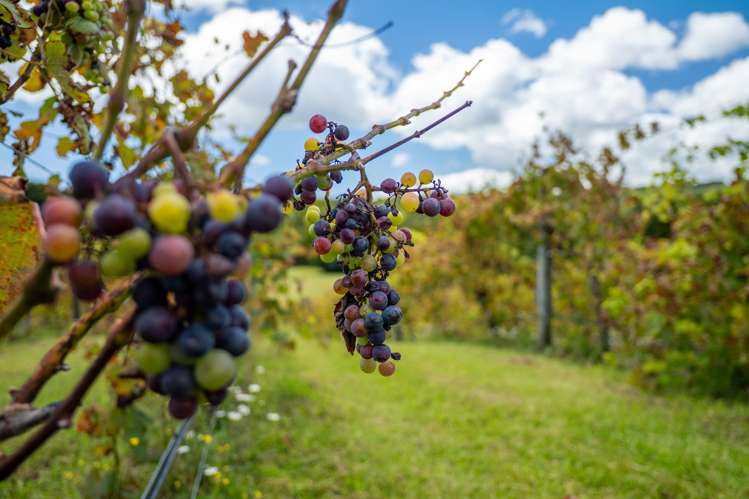 1608E State Highway 10 Kerikeri_21