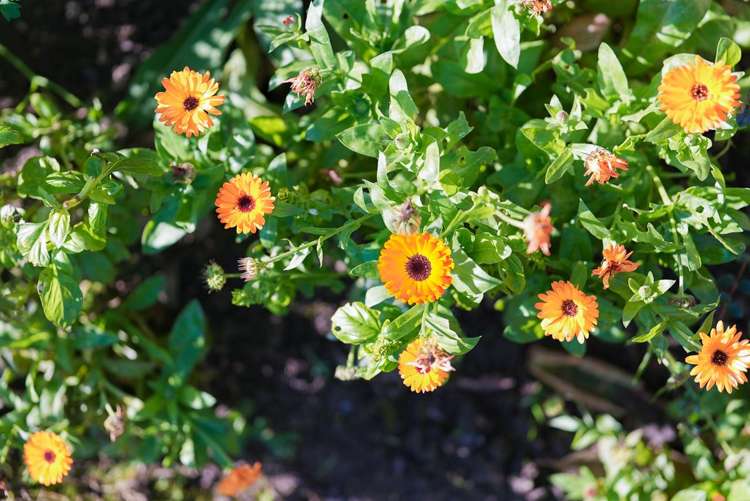 17 Dal Din Drive Otaki_21