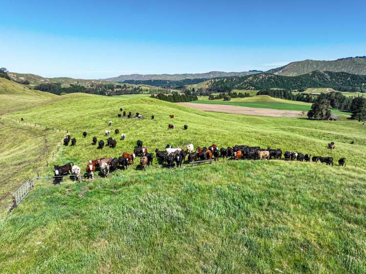 4551 Wairoa Road Tutira_2