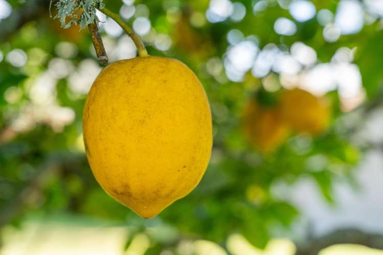 42 Miller Street Glenholme_18