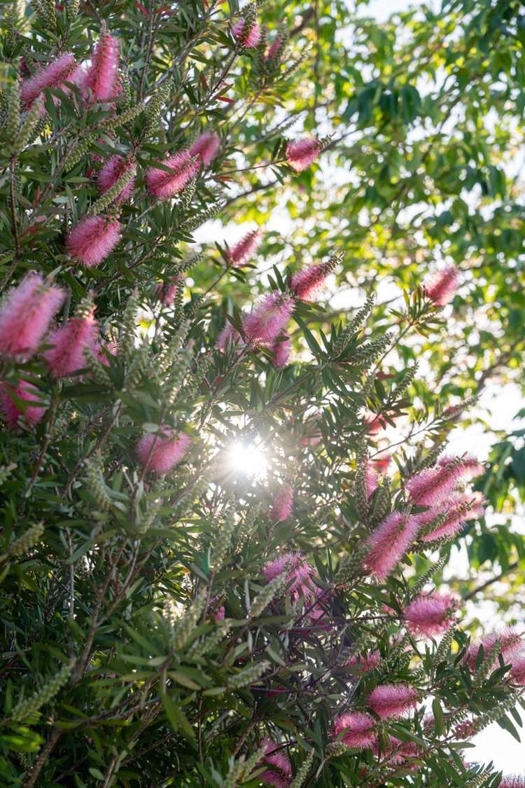 8 Romana Crescent Papamoa_27