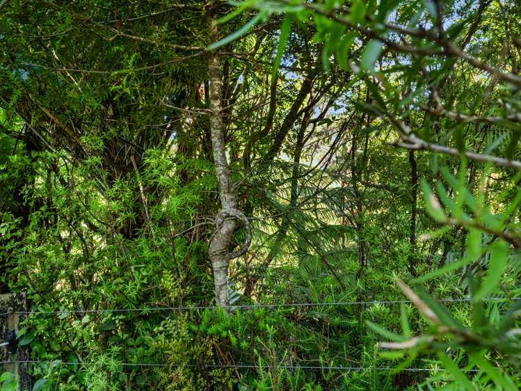 348D Rea Road Katikati_33