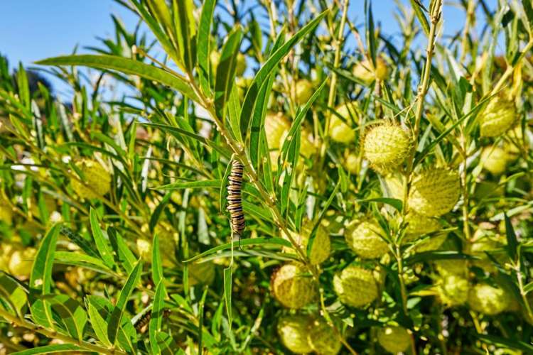 41 Kotare Place Kaikoura_25