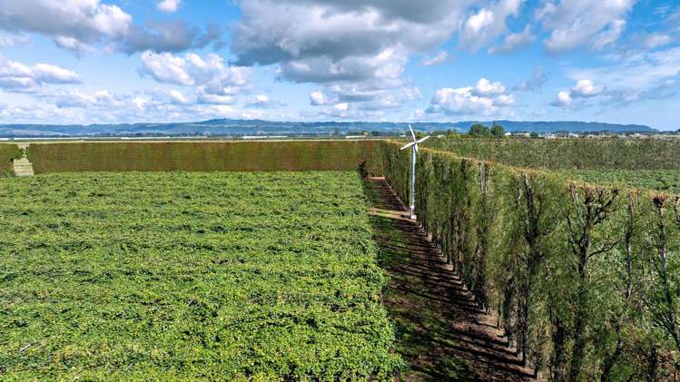 469 Western Drain Road Edgecumbe_12