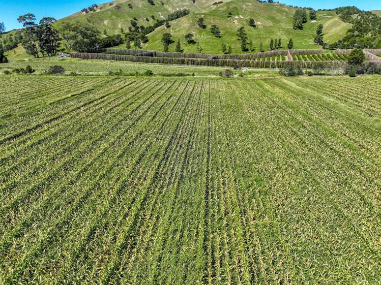 Lots 1 and 2 DP 428308 - Wharerata Road Muriwai_12