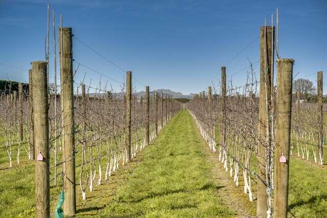 Kiwi Crunch Orchard Portfolio Twyford_3
