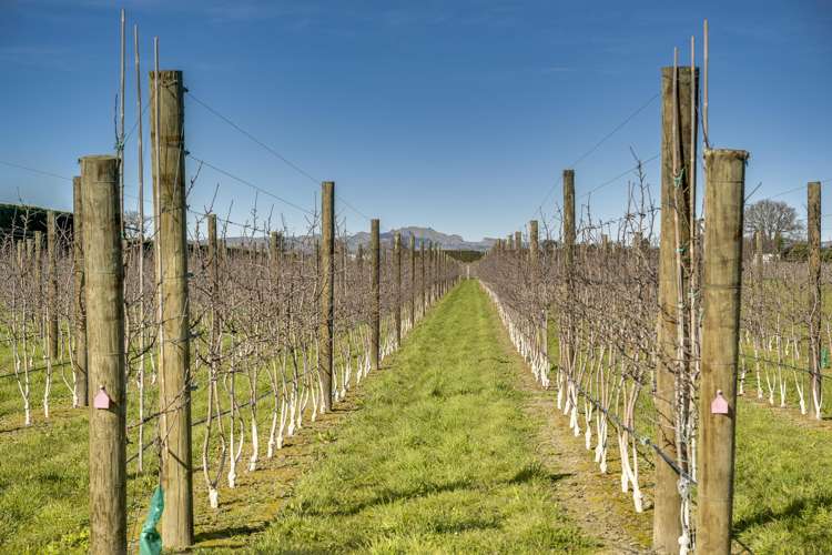 Kiwi Crunch Orchard Portfolio Twyford_3