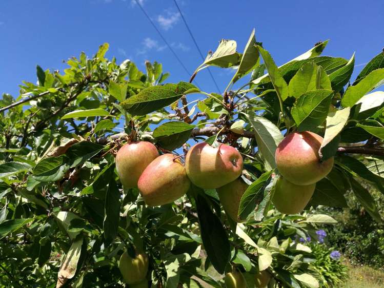 3558 Western Lake Road Ocean Beach_9