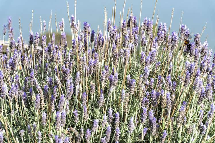 17 Dem Street Pahi_21