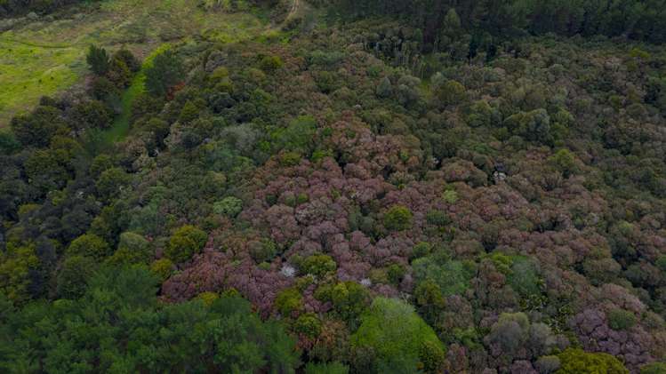 609b Bickerstaffe Road Maungaturoto_4