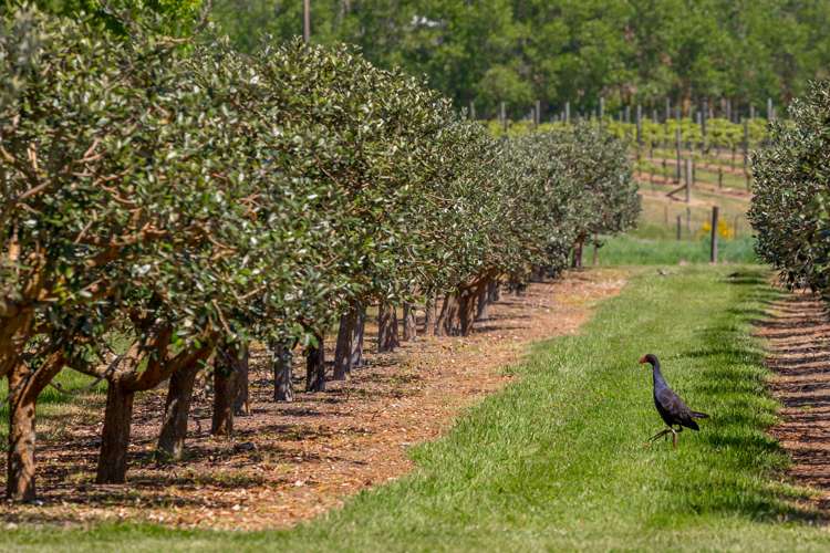 571 Brookby Road Hawkesbury_18