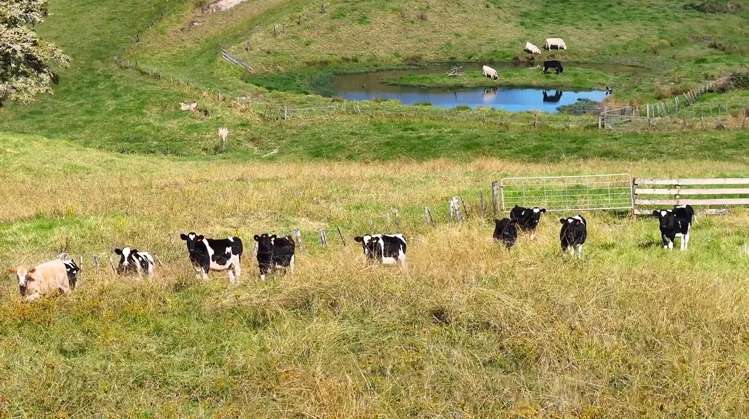 122 Hurndall Street East Maungaturoto_25