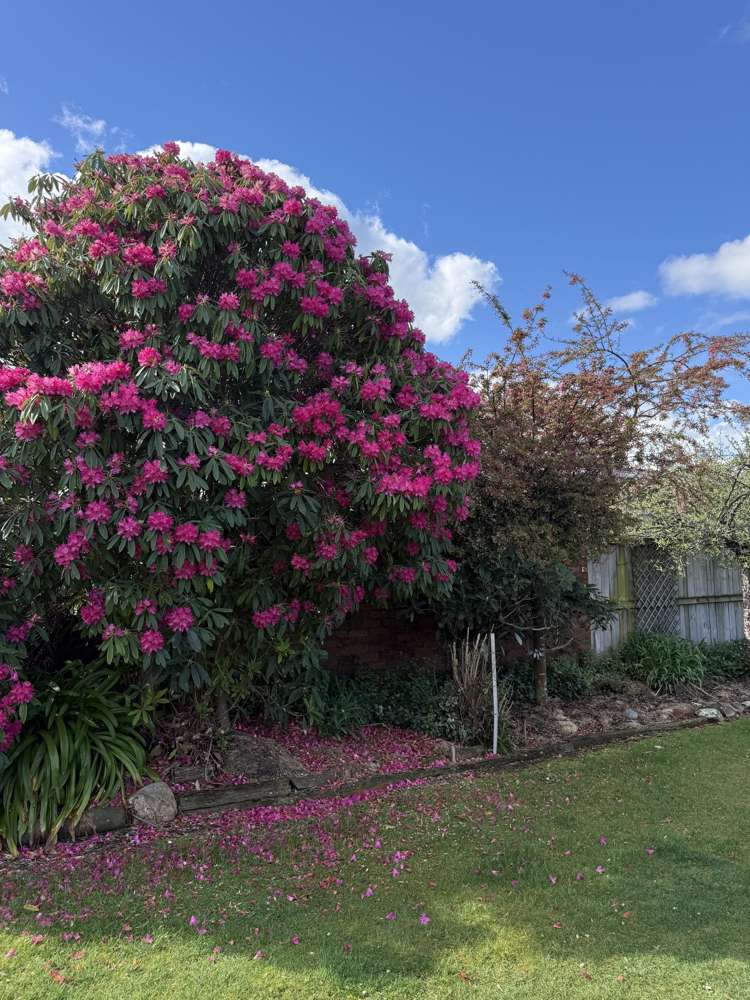 39 Gammack Street Temuka_15
