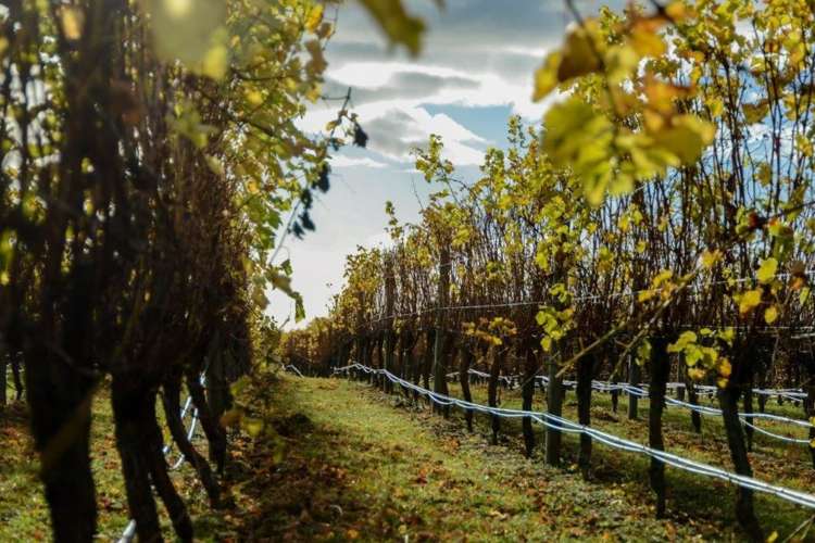 214 Ngatarawa Road Bridge Pa_13