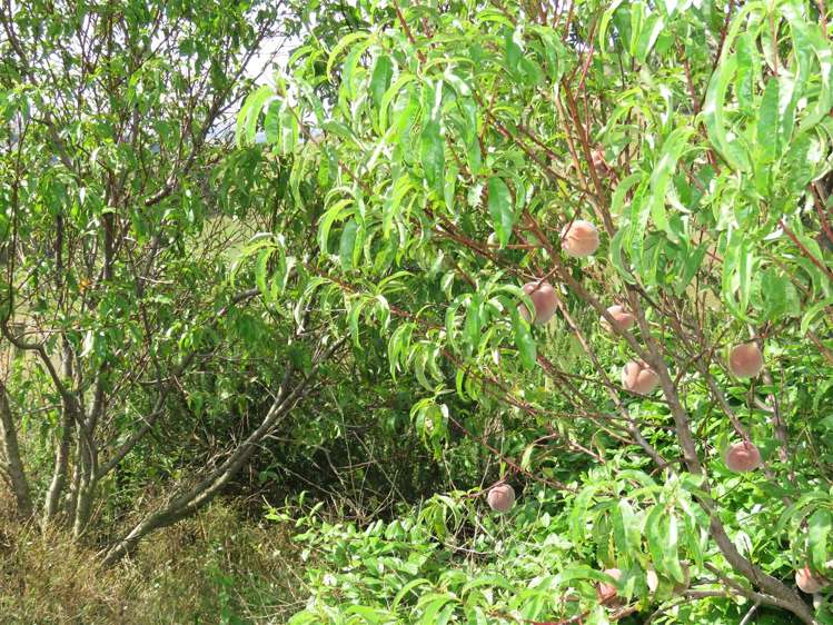 2/266 Patersons Road Motunau_10