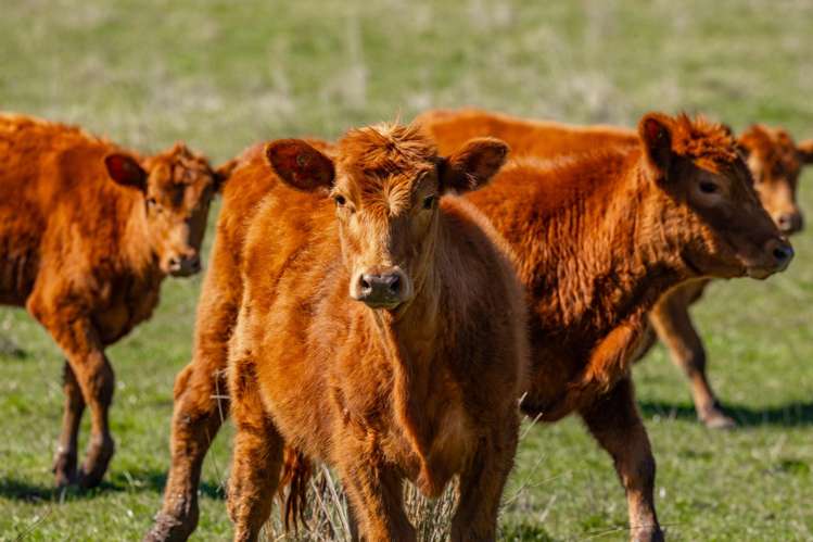 3487 State Highway 63 Wairau Valley_12