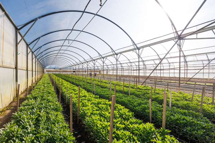 7 Campbell Road Aorangi_19