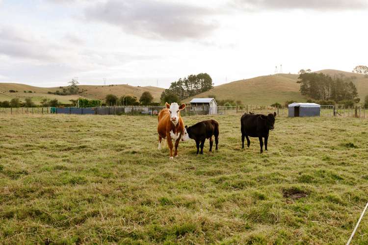 42 Carter Road Waerenga_5