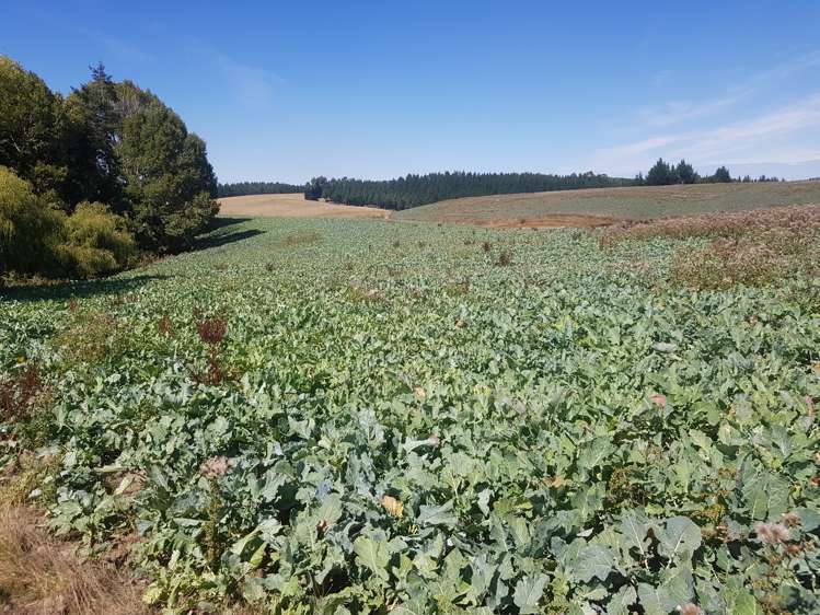 293 Freezing Works Road Balclutha_14