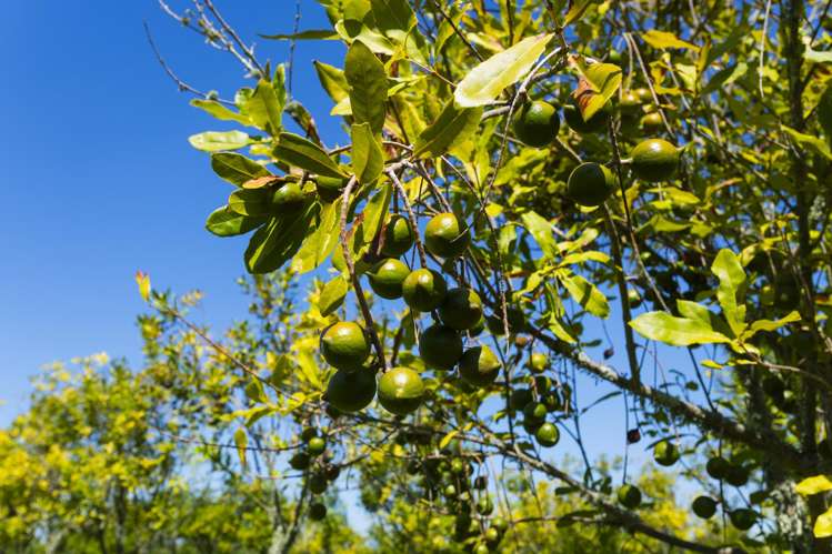 136A Main Road Makaraka_24