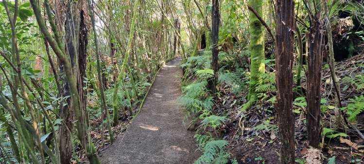 44 Vance Street Shannon_5