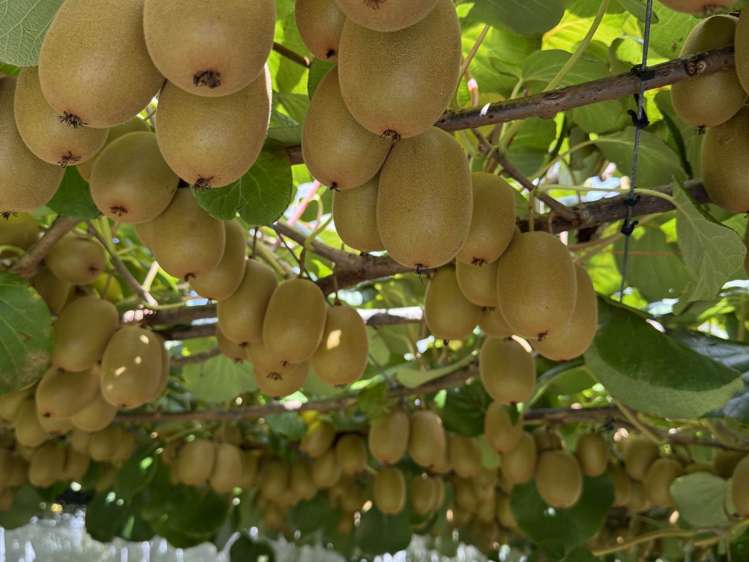 89 Work Road Aongatete_0