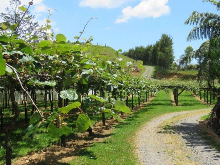 358b Lockington Road Aongatete_3