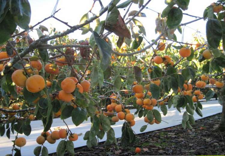 811 Hakarimata Road Huntly_2