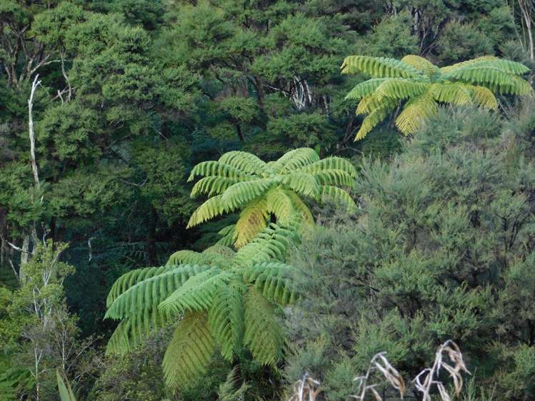 840 Matakana Valley Road Whangaripo_12